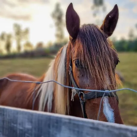 Vale Da Silva - Homes Holiday home