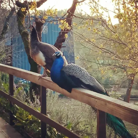 펜션 Vale Da Silva - Homes 알버가리아아벨라