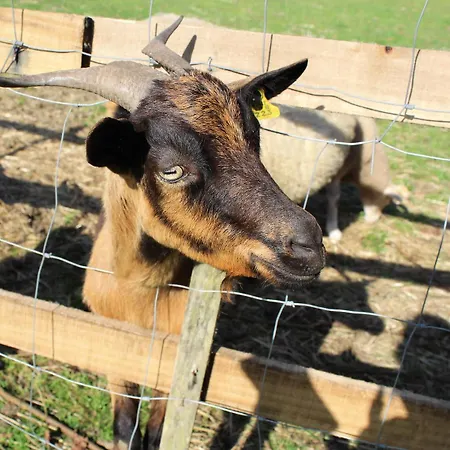 Vale Da Silva - Homes 펜션 *