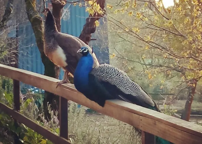 Hébergement de vacances Vale Da Silva - Homes Albergaria-a-Velha